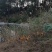 高山散养土鸡