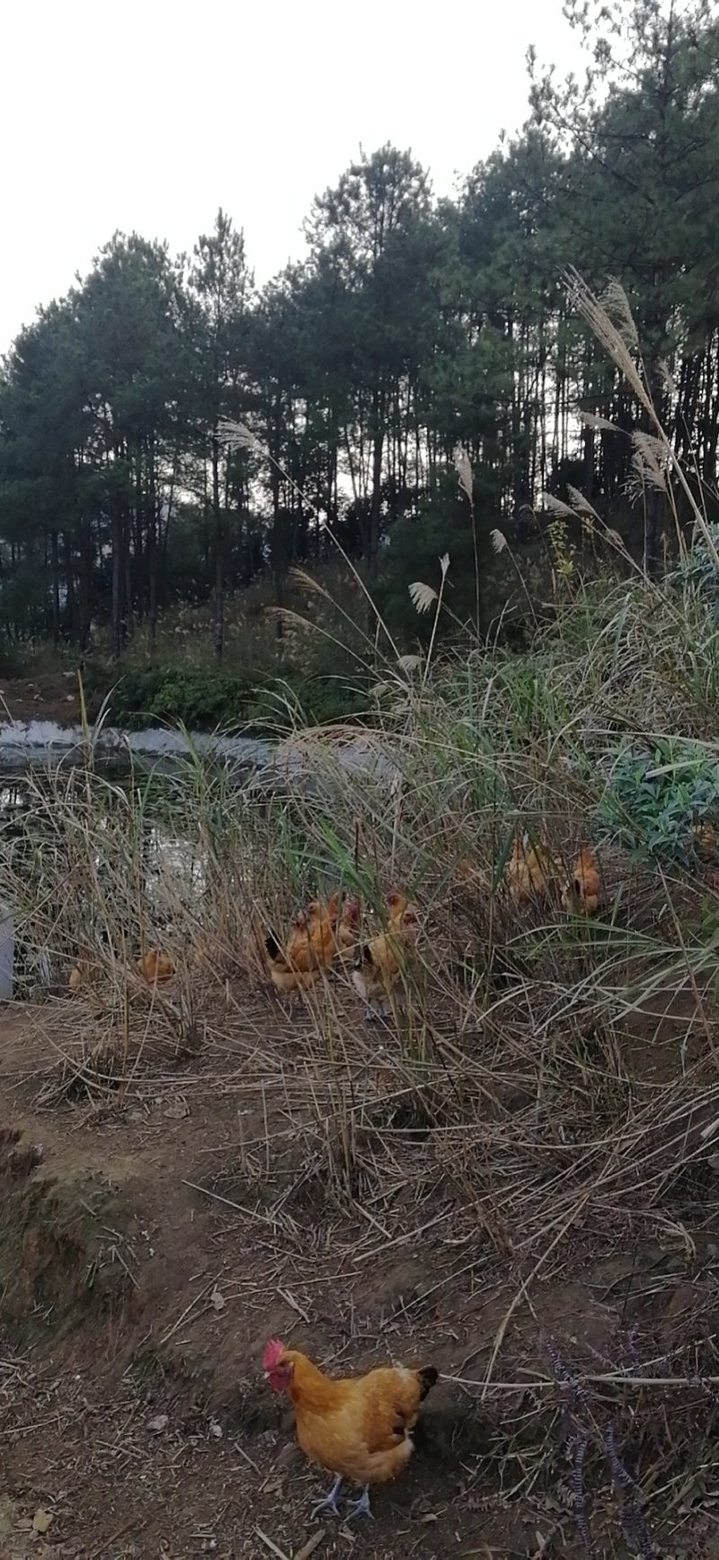 高山散养土鸡