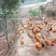 高山散养土鸡