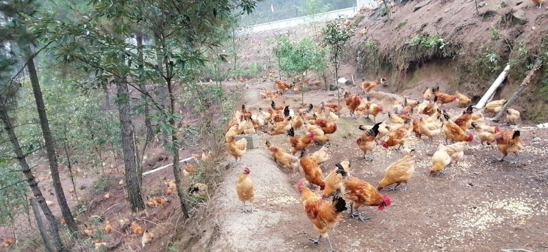 高山散养土鸡