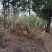 高山散养土鸡