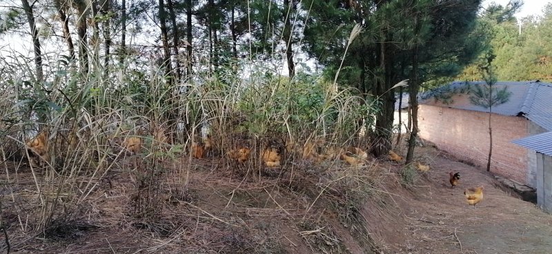 高山散养土鸡