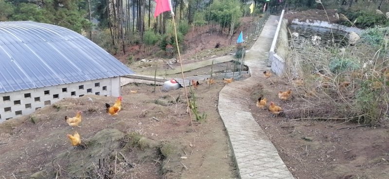 高山散养土鸡