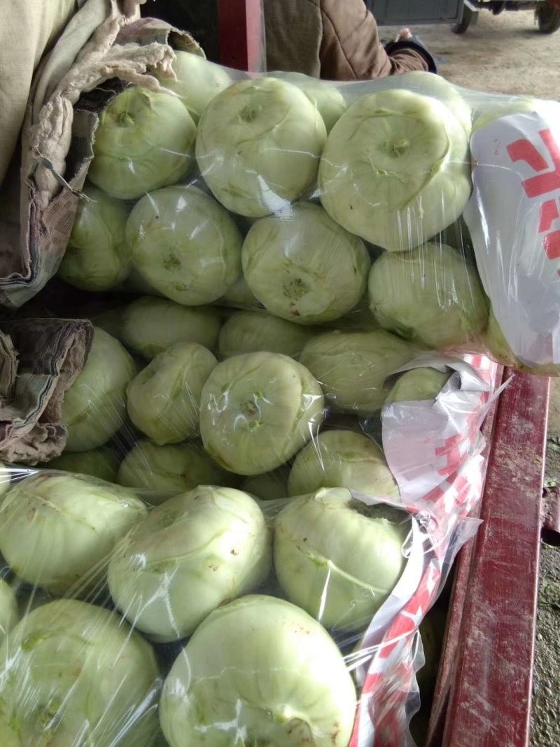 苤蓝(又名水果苤蓝)颜色好看，个头匀称，腌吃和市场销售