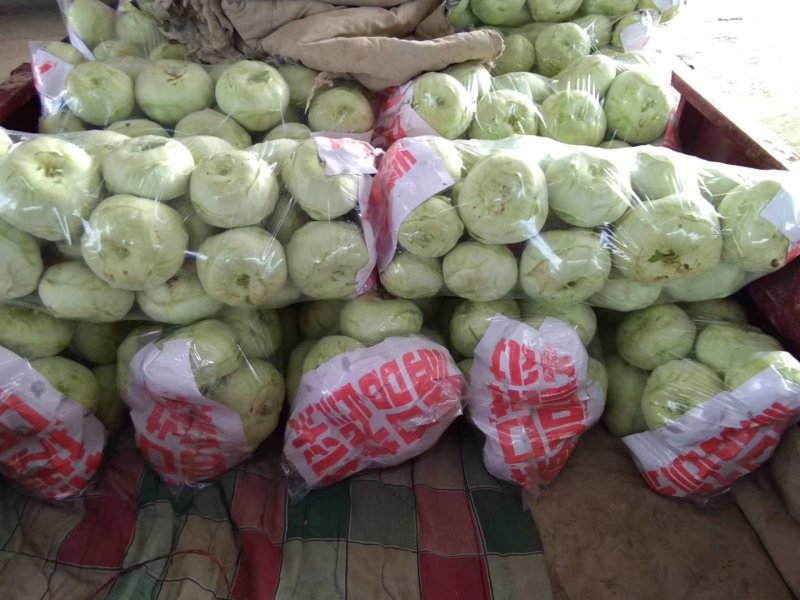 苤蓝(又名水果苤蓝)颜色好看，个头匀称，腌吃和市场销售