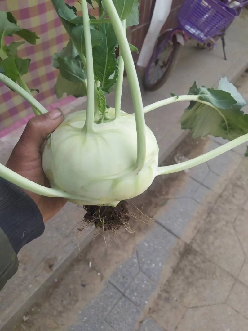 苤蓝(又名水果苤蓝)颜色好看，个头匀称，腌吃和市场销售