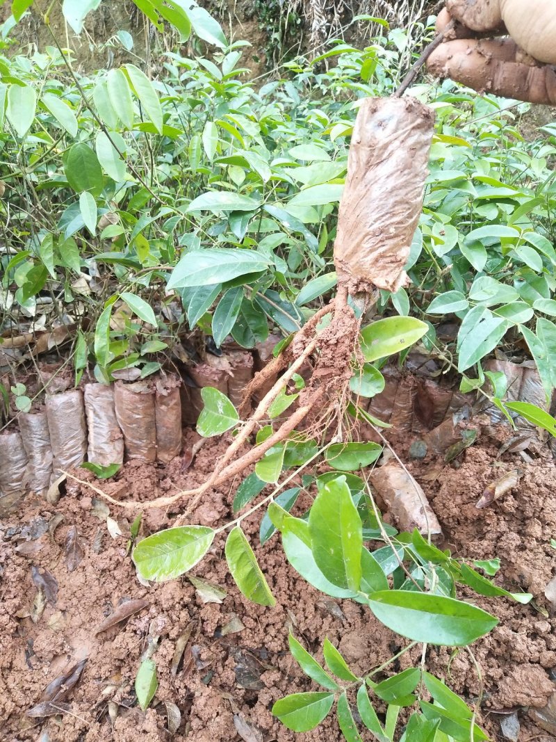 小叶牛大力种苗小叶牛大力种苗