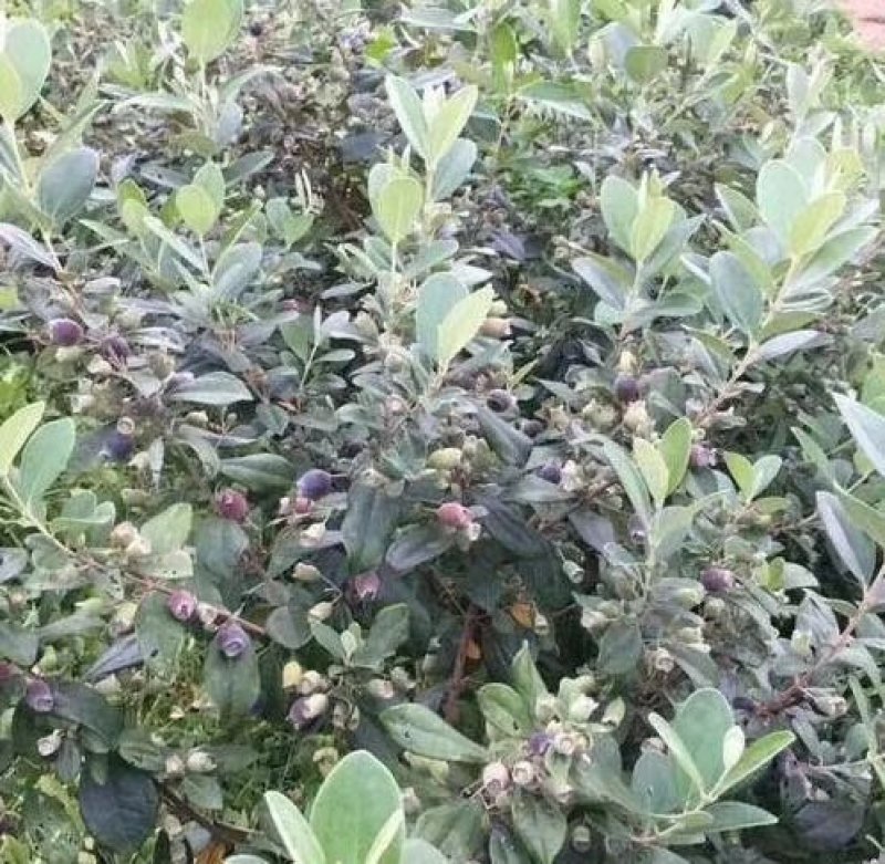 桃金娘苗，桃金娘杯苗，场地直销量大价格从优欢迎下单购买。