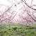 (基地直供)赤月湖景玉露水蜜桃4两以上6月底上市