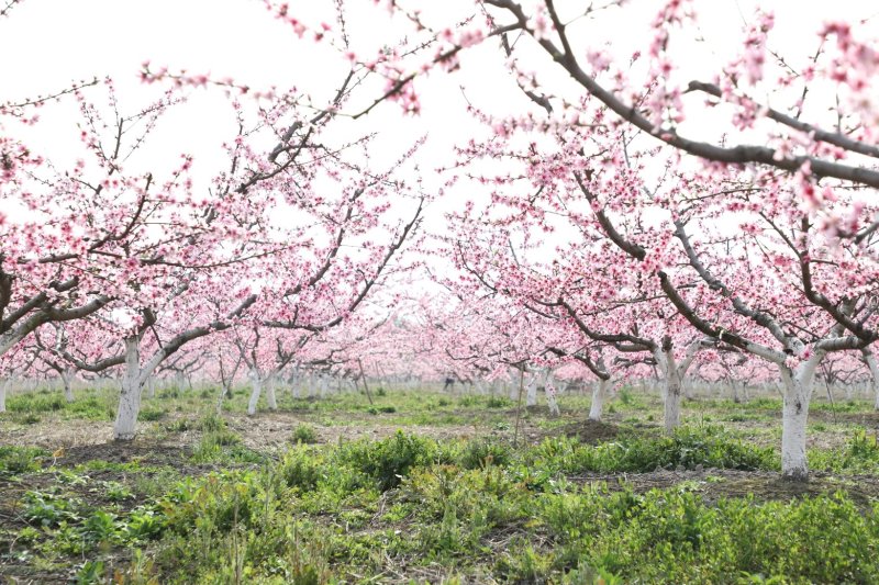 (基地直供)锦绣黄桃4.5两以上八月上旬上市