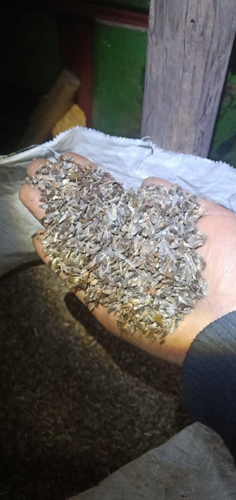 白芨驯化苗50万颗