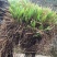 白芨驯化苗50万颗