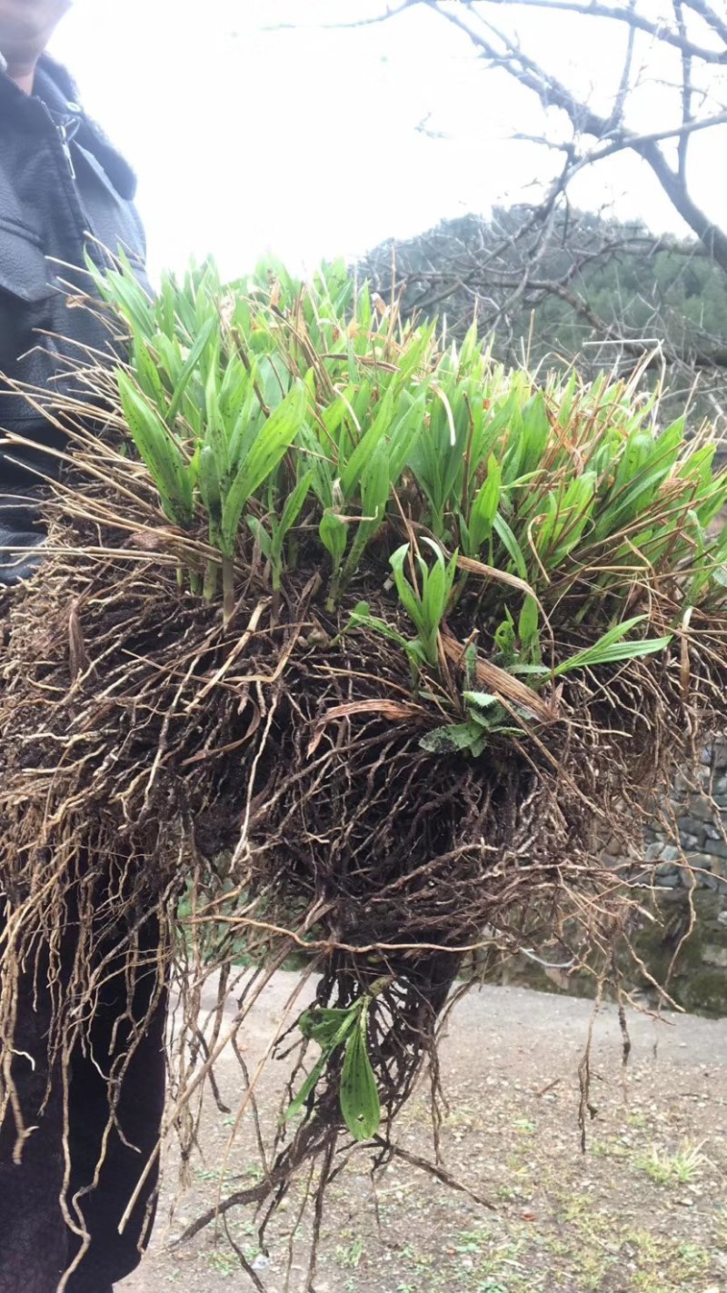 白芨驯化苗50万颗
