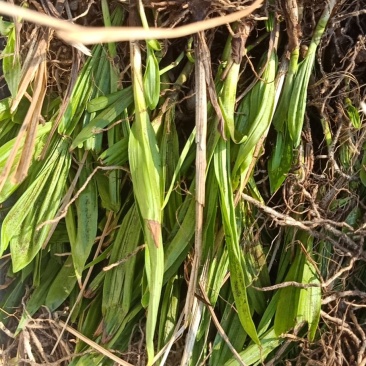白芨驯化苗50万颗