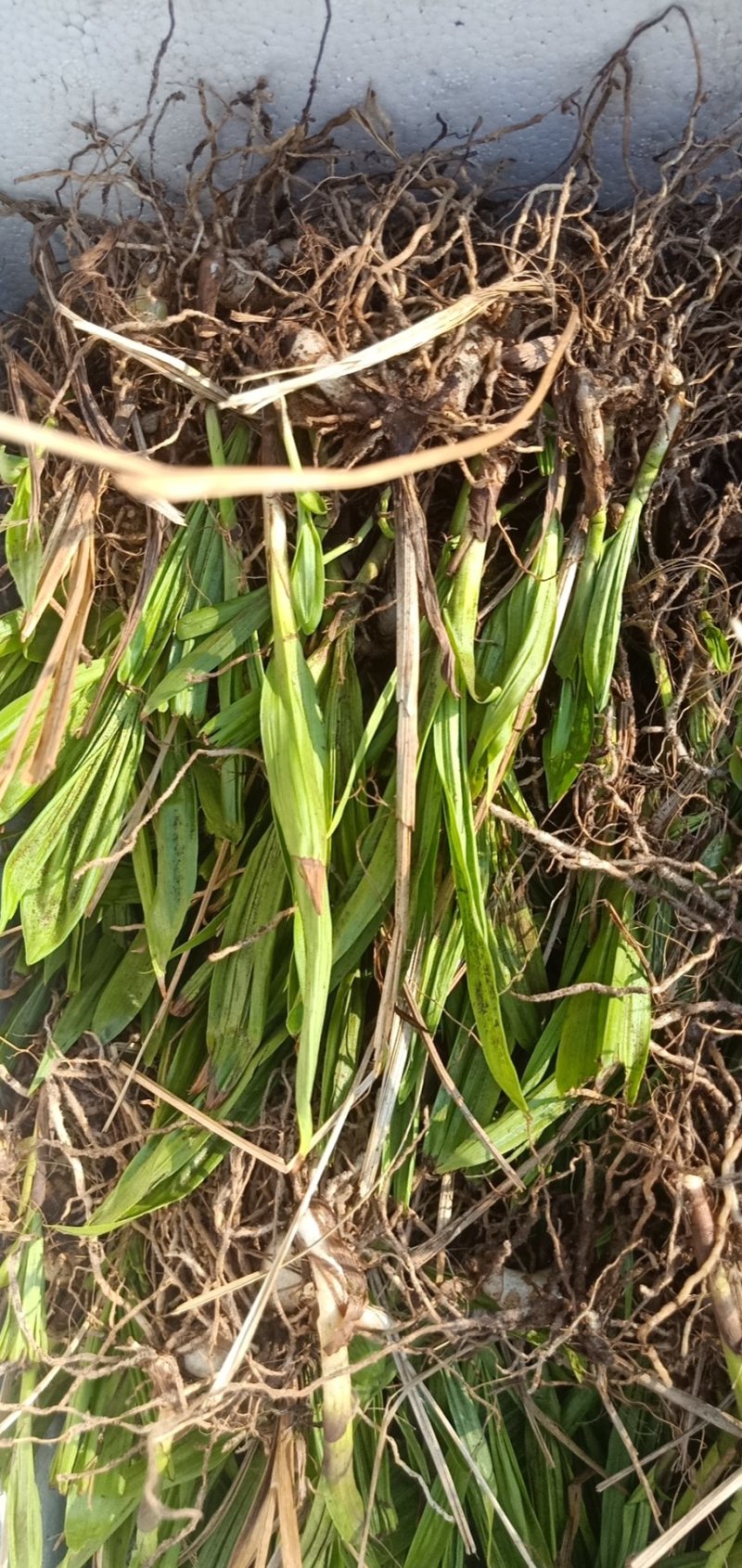 白芨驯化苗50万颗