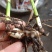 白芨驯化苗50万颗