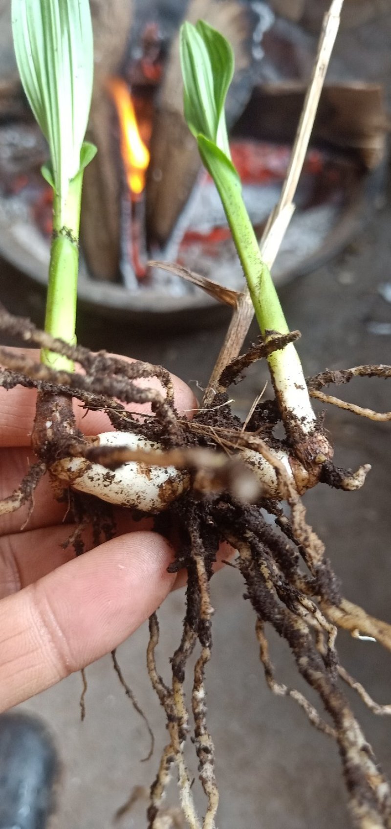 白芨驯化苗50万颗