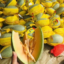 西周蜜甜瓜中的爱马仕