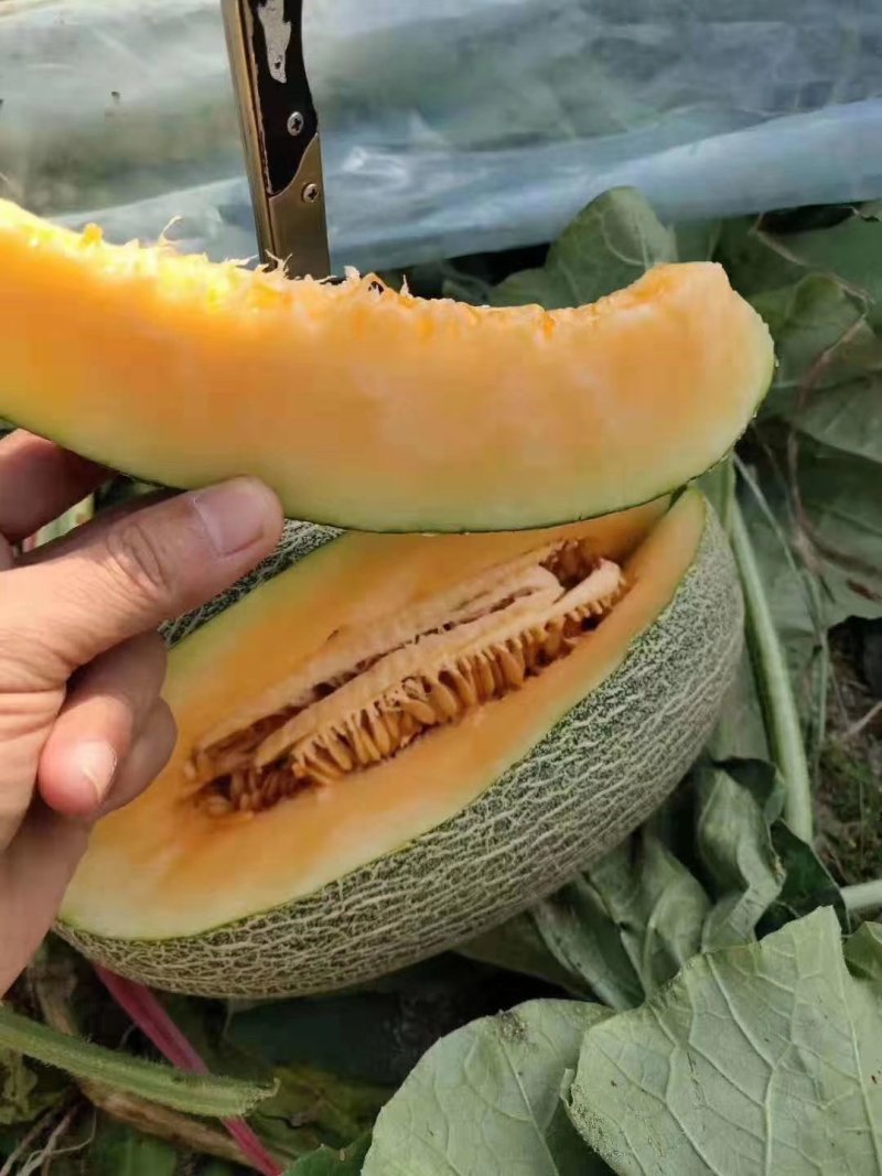 西周蜜甜瓜中的爱马仕