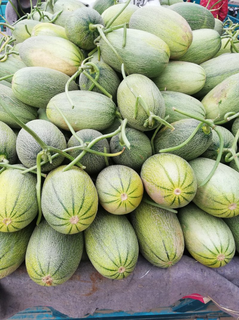 西周蜜甜瓜中的爱马仕