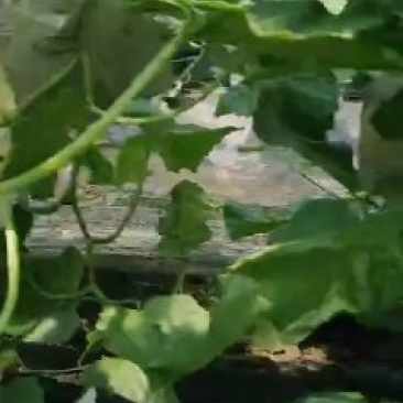 山东莘县红金蜜洋香瓜