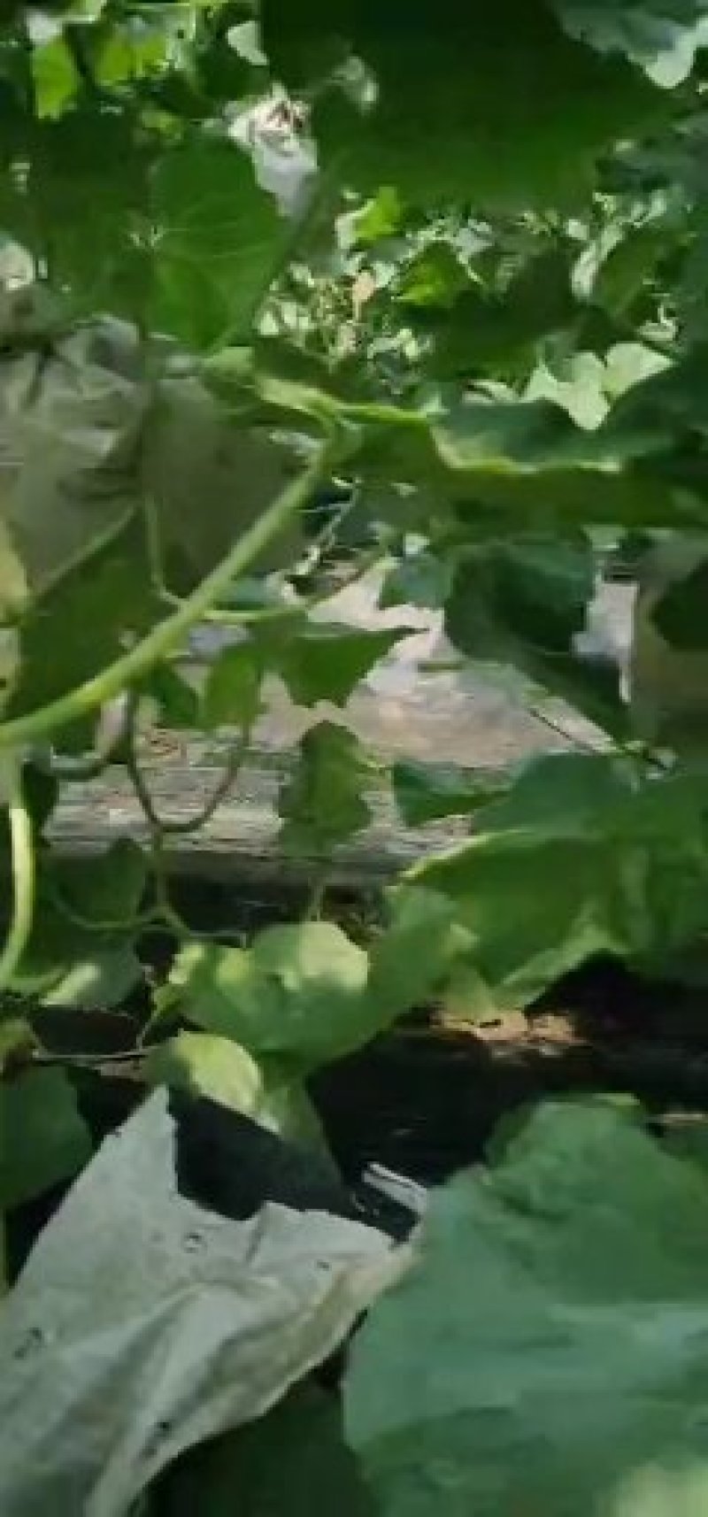 山东莘县红金蜜洋香瓜