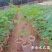 木瓜苗大青木瓜苗红肉木瓜苗当年结果盆栽树红肉木
