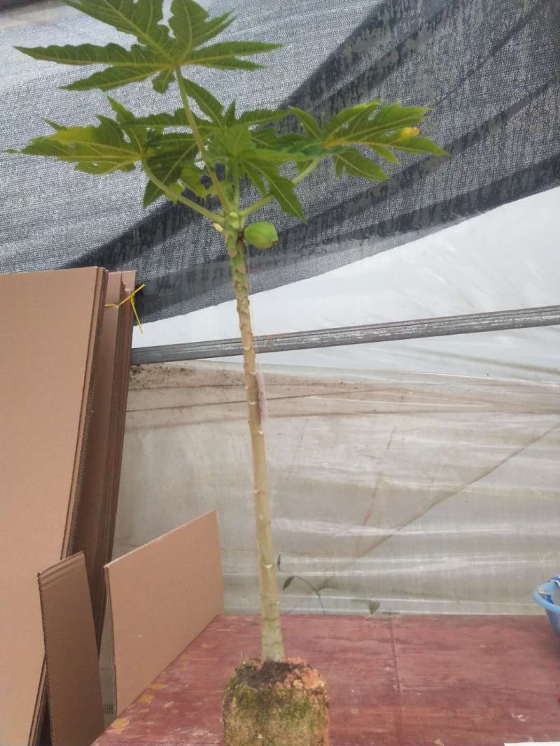 木瓜苗大青木瓜苗红肉木瓜苗当年结果盆栽树红肉木