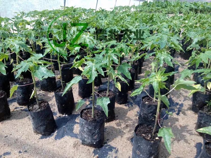 木瓜苗大青木瓜苗红肉木瓜苗当年结果盆栽树红肉木