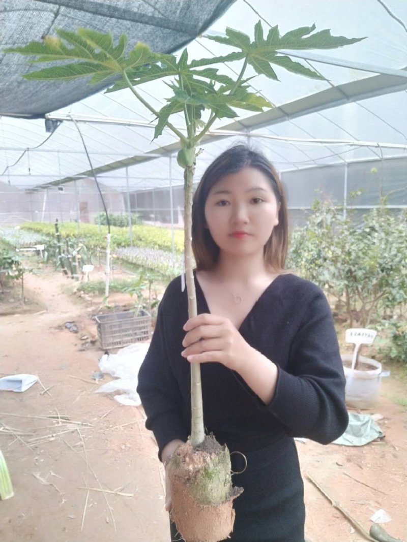 木瓜苗大青木瓜苗红肉木瓜苗当年结果盆栽树红肉木