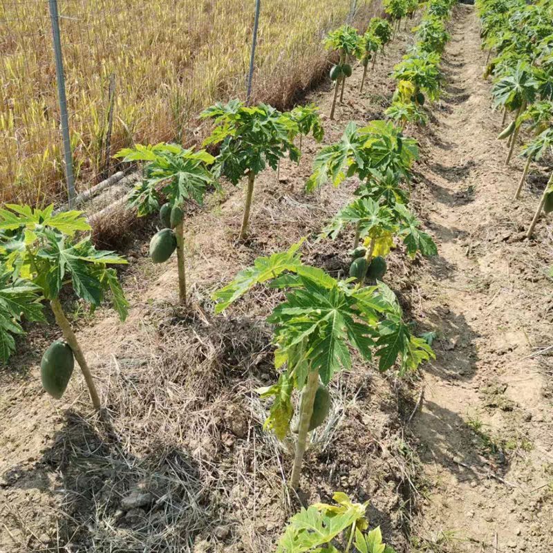 木瓜苗大青木瓜苗红肉木瓜苗当年结果盆栽树红肉木
