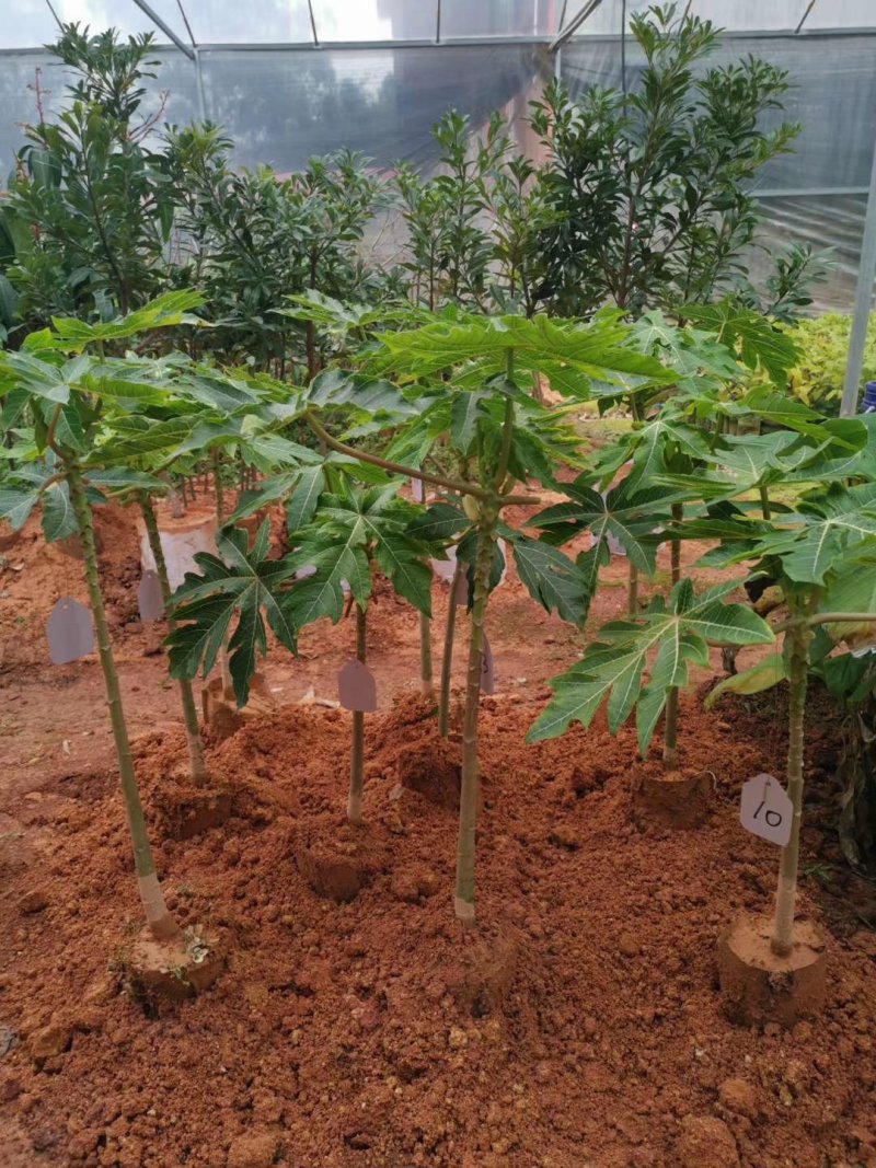 木瓜苗大青木瓜苗红肉木瓜苗当年结果盆栽树红肉木
