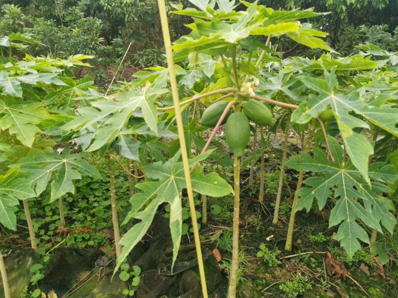 木瓜苗大青木瓜苗红肉木瓜苗当年结果盆栽树红肉木