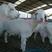 美国大白山羊支持线上交易白山羊种羊包邮可视频选羊