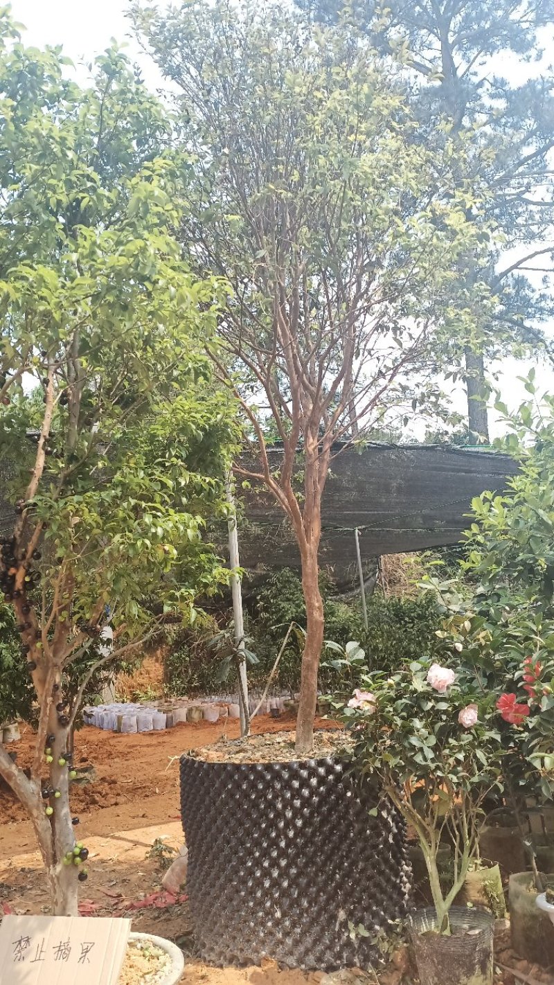 嘉宝果苗台湾进口四季早生嘉宝果树苗名贵水果盆栽果苗树葡萄