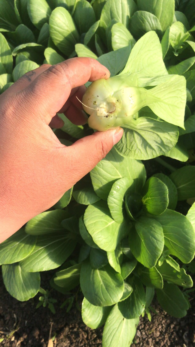 油菜精品油菜，上海青产地一手货源。大量上市。