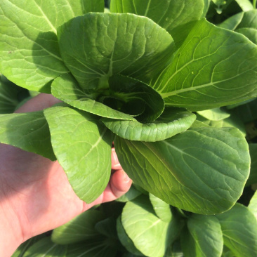 油菜精品油菜，上海青产地一手货源。大量上市。