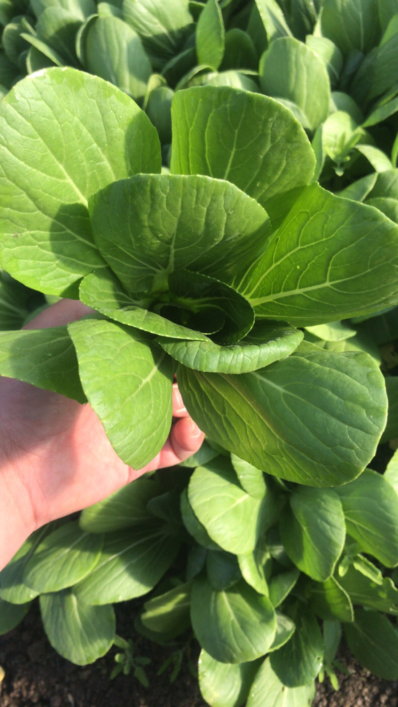 油菜精品油菜，上海青产地一手货源。大量上市。