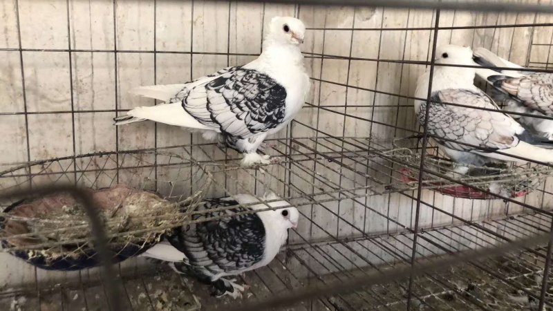 观赏鸽价格白羽王鸽养殖技术落地王鸽鸽子价格银王鸽灰王鸽
