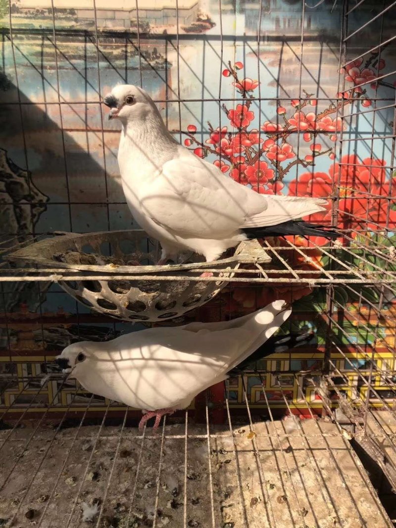 观赏鸽价格白羽王鸽养殖技术落地王鸽鸽子价格银王鸽灰王鸽