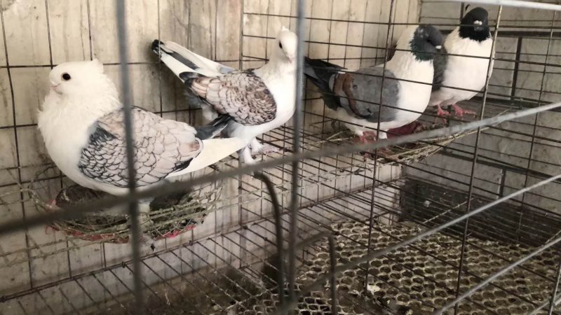 观赏鸽价格白羽王鸽养殖技术落地王鸽鸽子价格银王鸽灰王鸽