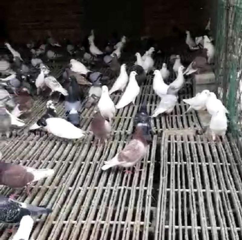 观赏鸽价格白羽王鸽养殖技术落地王鸽鸽子价格银王鸽灰王鸽