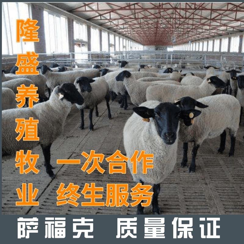 纯种萨福克基础怀孕母羊全国包邮技术跟踪服务