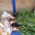 珍惜名贵植物三尖杉，苗高80到120，带土球，成活率高