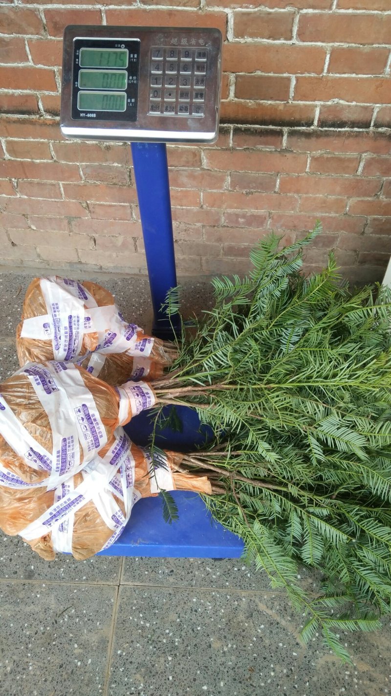 珍惜名贵植物三尖杉，苗高80到120，带土球，成活率高