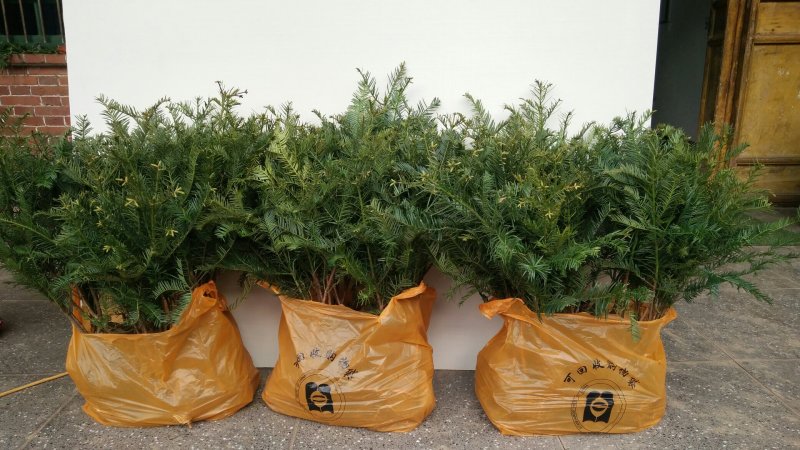 珍惜名贵植物三尖杉，苗高80到120，带土球，成活率高