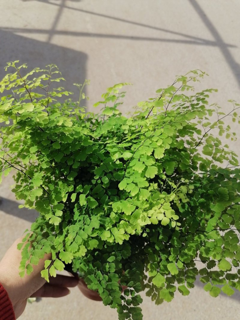 优质铁线蕨，青州基地直发