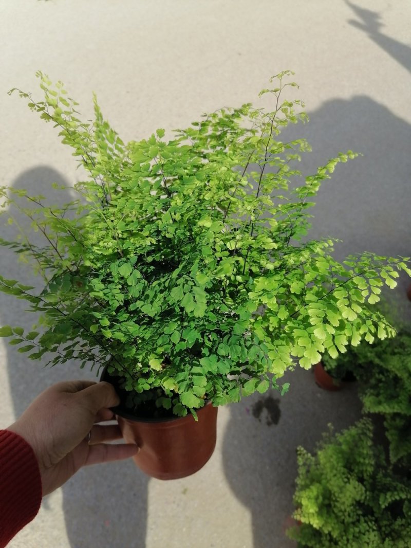 优质铁线蕨，青州基地直发