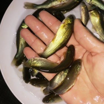 (包邮价)(大小规格专业发货)欧洲丁桂鱼苗