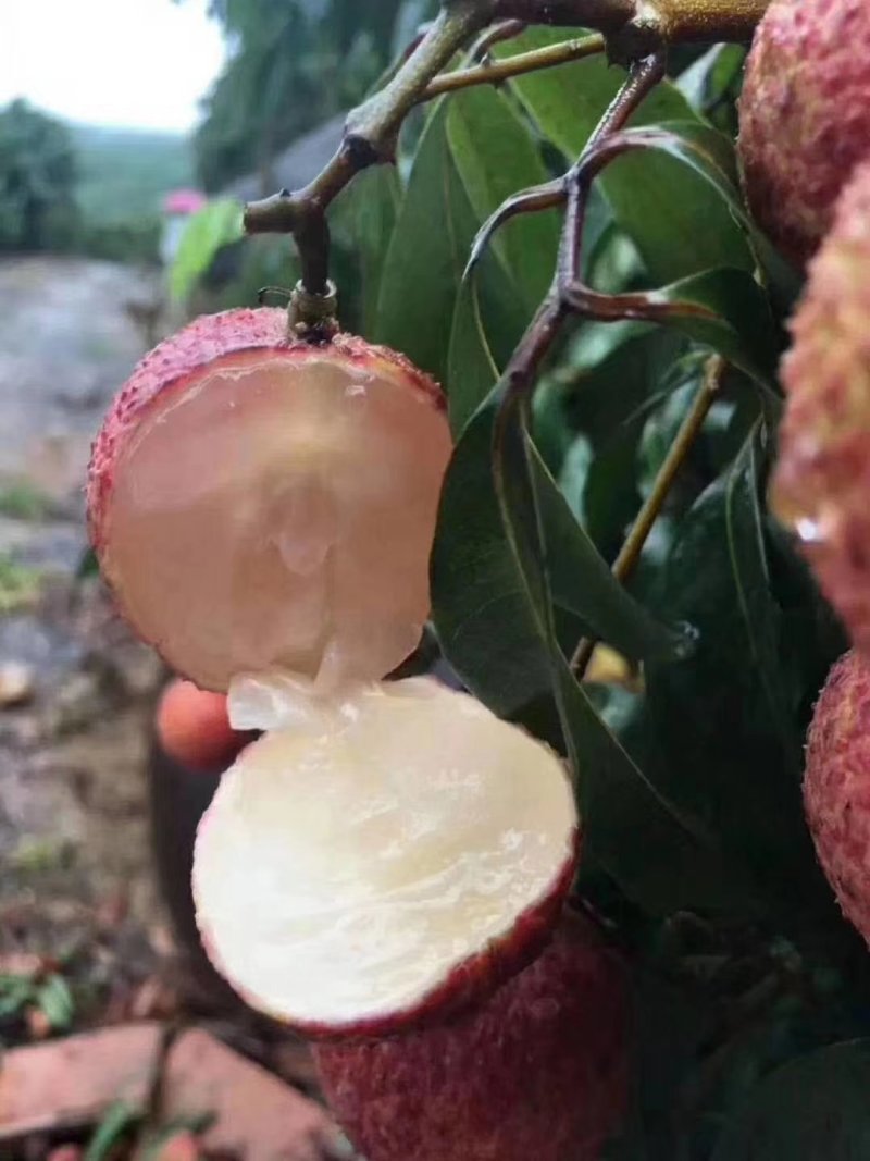 荔枝苗海南A4无核荔枝白糖罂荔枝桂味荔枝苗